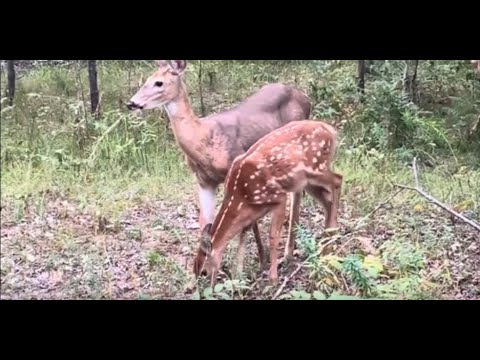 Whitetail Deer With Fawn