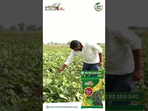 Moong | Virat gold