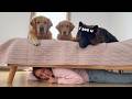 Playing Hide And Seek With My Dogs They Were SO Suspicious