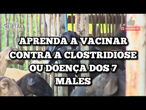 ALERTA PARA CRIADORES | BACTÉRIAS PODEM CAUSAR DOENÇAS E ATÉ MATAR OS OVINOS.