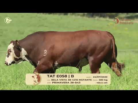 LOTE B04   TAT E058