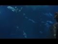 Mandalay Bay Hotel Shark Reef Las Vegas MGM PROPERTIES