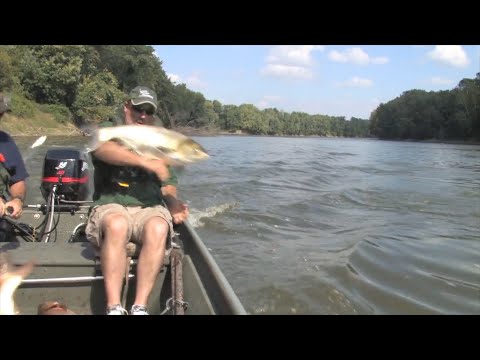 Asian Carp Jumping Frenzy!