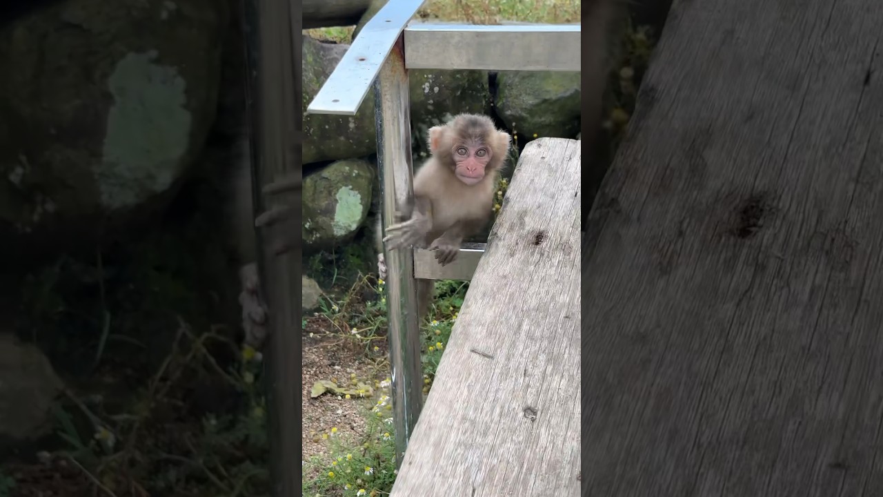 何もしてないのに怒られた😅 I got scolded for not doing anything?!💦 #monkey #cute #babymonkey