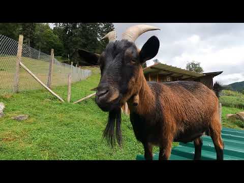 Family -Resort Kleinenzhof im Schwarzwald