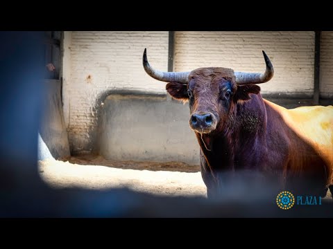 SORTEO | Novillada 21 agosto, Villamarta