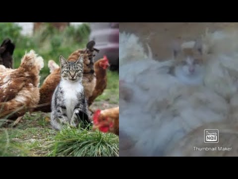 cat in hen bed#razia gundo me phans gai#infocorner2.0