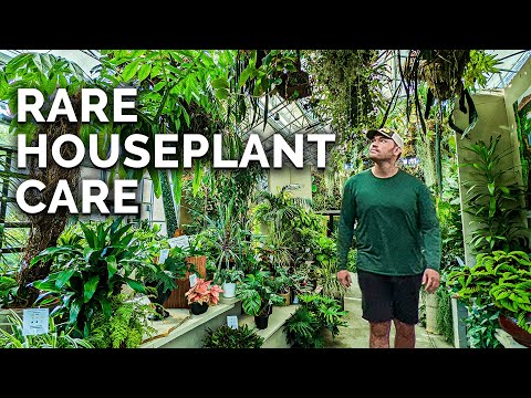 Secret Houseplant Care Tips From a Master Houseplant Grower