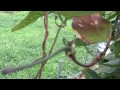 21 Peas Pole Type Cowpea