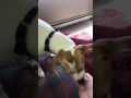 nudge // anxiety/depression/alert service dog in training // oppie