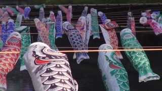preview picture of video '【Japan】 世界一こいのぼりの里まつり　－　Carp streamer of Guinness World Records'
