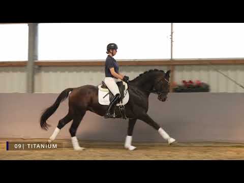 3. Online Auktion Sportpferde Schlamminger: Lot 09 Titanium