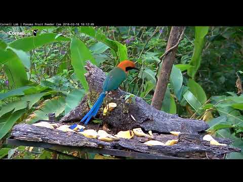 Video 2018 02 18 181118 Rufous Motmot edit