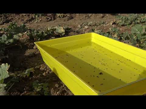 Pflanzenbau Aktuell - 26.02.2021