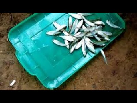 Corumbá 3 de GO Luziânia de um jeito nunca visto #pescaria