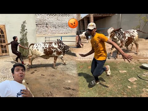 Hmara Big Bull Gosa Me Agea 😰 Subhan Ky Picha Lag Gea 😭