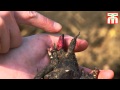 How to plant peonies video with Thompson & Morgan