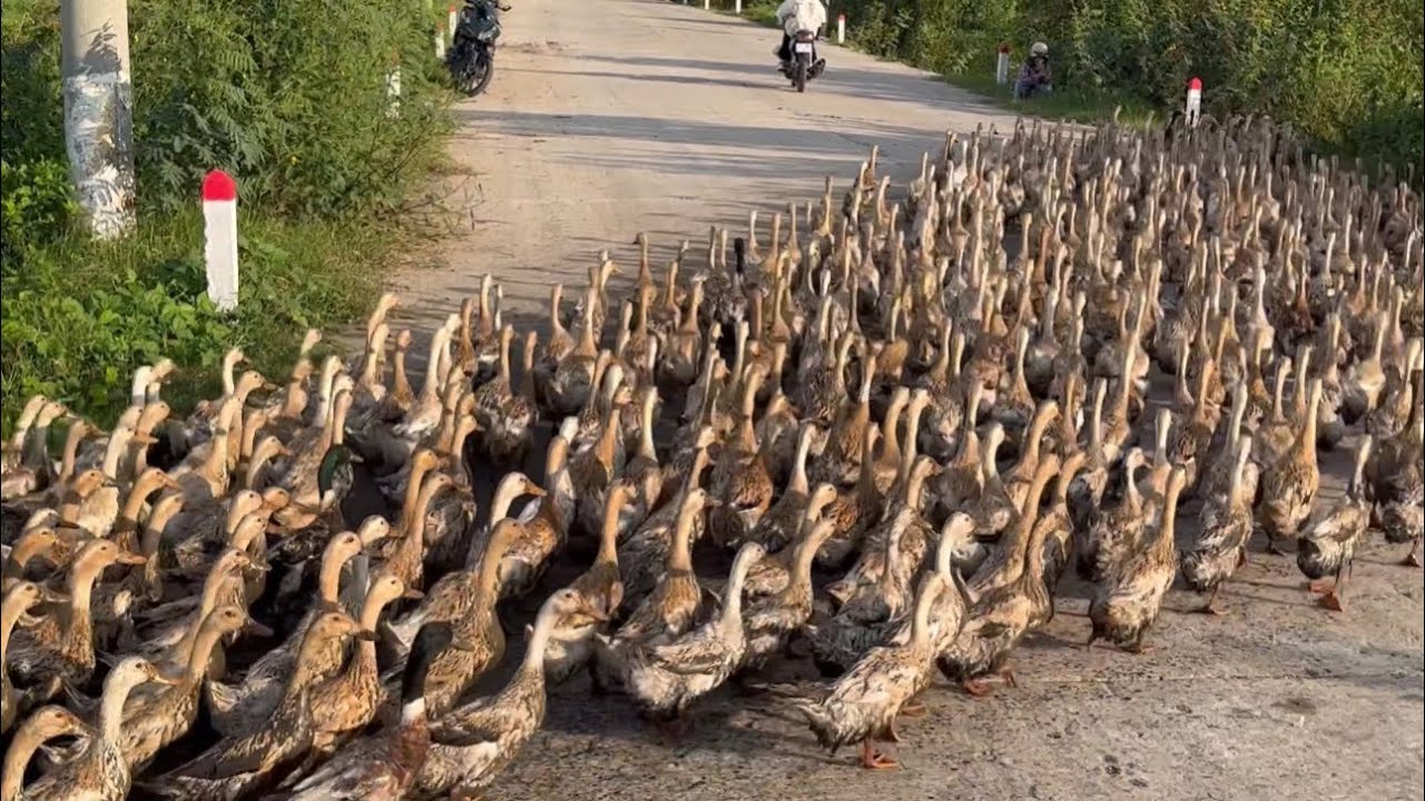 Ducks | Close-up of a flock of ducks laying across the road | The Ducks | Duck Farm | Vietname Duck