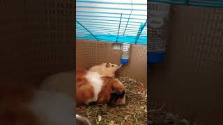 How a Guinea Pig drinks water ?