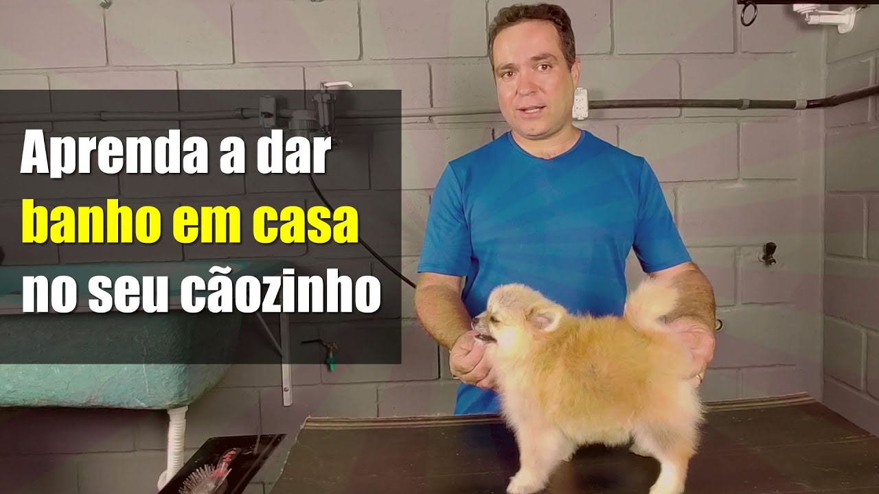 Aprenda a dar banho no seu cachorro Lulu da Pomerânia / Sptiz Alemão (método fácil)
