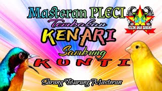 Download lagu Masteran Pleci Tembakan Kenari Sambung Kunti Suara Jernih mp3