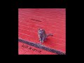 David Dondero - Country Cliche