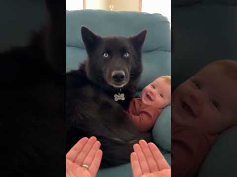 #Dogs  #fypシ゚viralシ #lifewithshadow #husky #viralpost #funny #reels #shorts