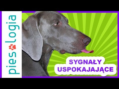 Jak wybrać prezerwatywy z małym penisem Jak zwiększyć członek Polovova