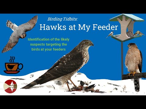 1-20-24 CwB - 野鳥観察の豆知識プレゼンテーション - 私の餌台にいるタカ!