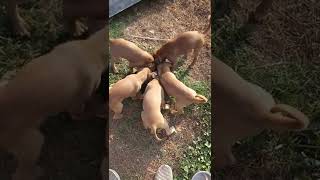 Combai Puppies Videos