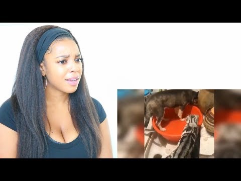 BIG DOGS GETTING SCARED COMPILATION | Reaction