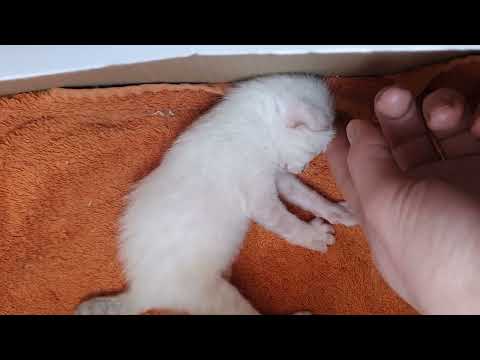 Baby kittens of only a few weeks old