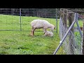 Mama Sheep Gives Birth To Twins