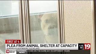 Cleveland Kennel at capacity after July Fourth: Do you have a lost pet to claim