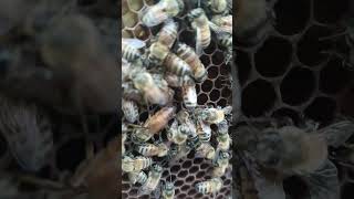 Download lagu #boyband #song #music #backstreetboys #bee mp3