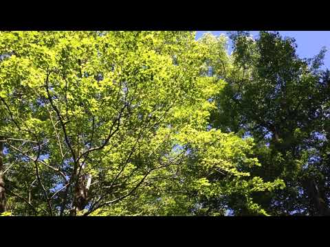 Wood thrush song June 2, 2020