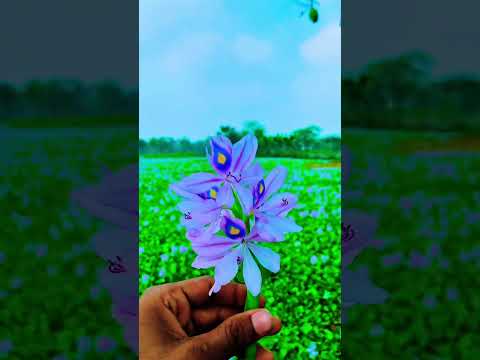 #flowers #photography #foryou #edit