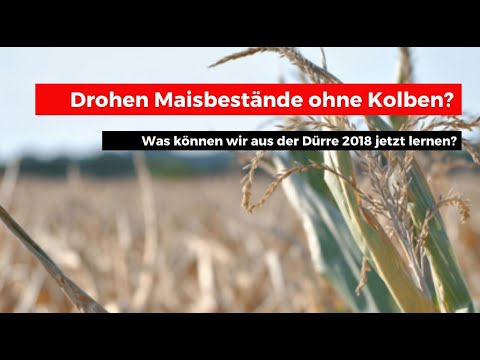 Mais ohne Kolben - Was können wir jetzt aus der Dürre 2018 lernen?