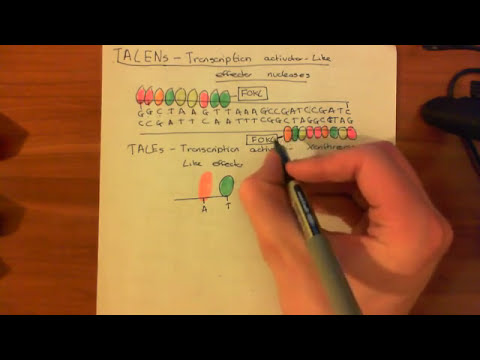 Transcription Activator-Like Effector Nucleases (TALENs)