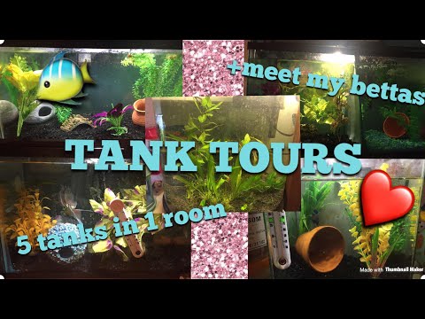 FISH TANK TOURS!! PLUS MEET MY BETTA FISH!! 5 TANKS IN 1 ROOM