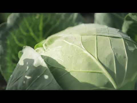 Kako efikasno zaštititi kupus od moljca