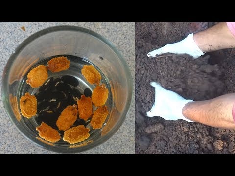 Step by step method of cowpea - how to plant cowpea at home/...