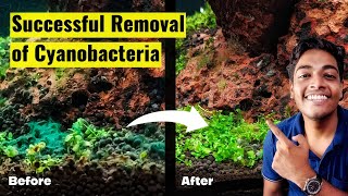 Successfully remove cyanobacteria or Blue-green Algae permanently from your tank.(Using Antibiotics)