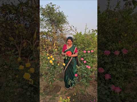 Orange Roses harvesting #roses #flowers #mygarden #gardening #shorts #viralvideo