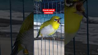 Download lagu masteran pleci ngalas #plecigacor mp3 Download lagu masteran pleci ngalas #plecigacor mp3