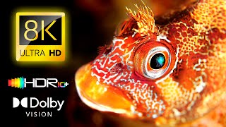 The Best of Color Burst Dolby Vision 8K HDR 60FPS 4K Video ULTRA HD - 8K / 4K TV