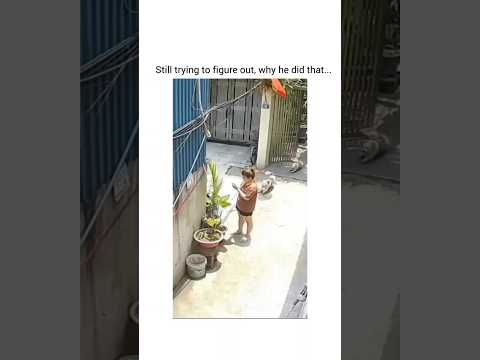 She didn't understand why dog hit her #dog #dogshorts #dogs