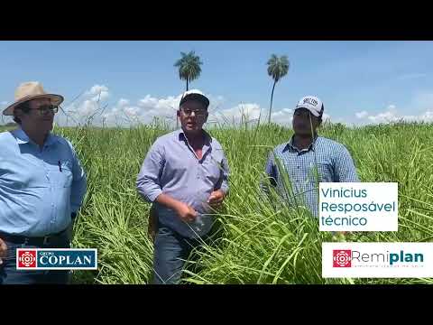 DEPOIMENTO PÓ DE ROCHA SEMENTES COSMORAMA