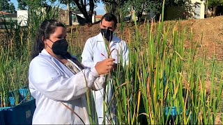 Ciência SP | Planta recupera ambiente impactado por ferro