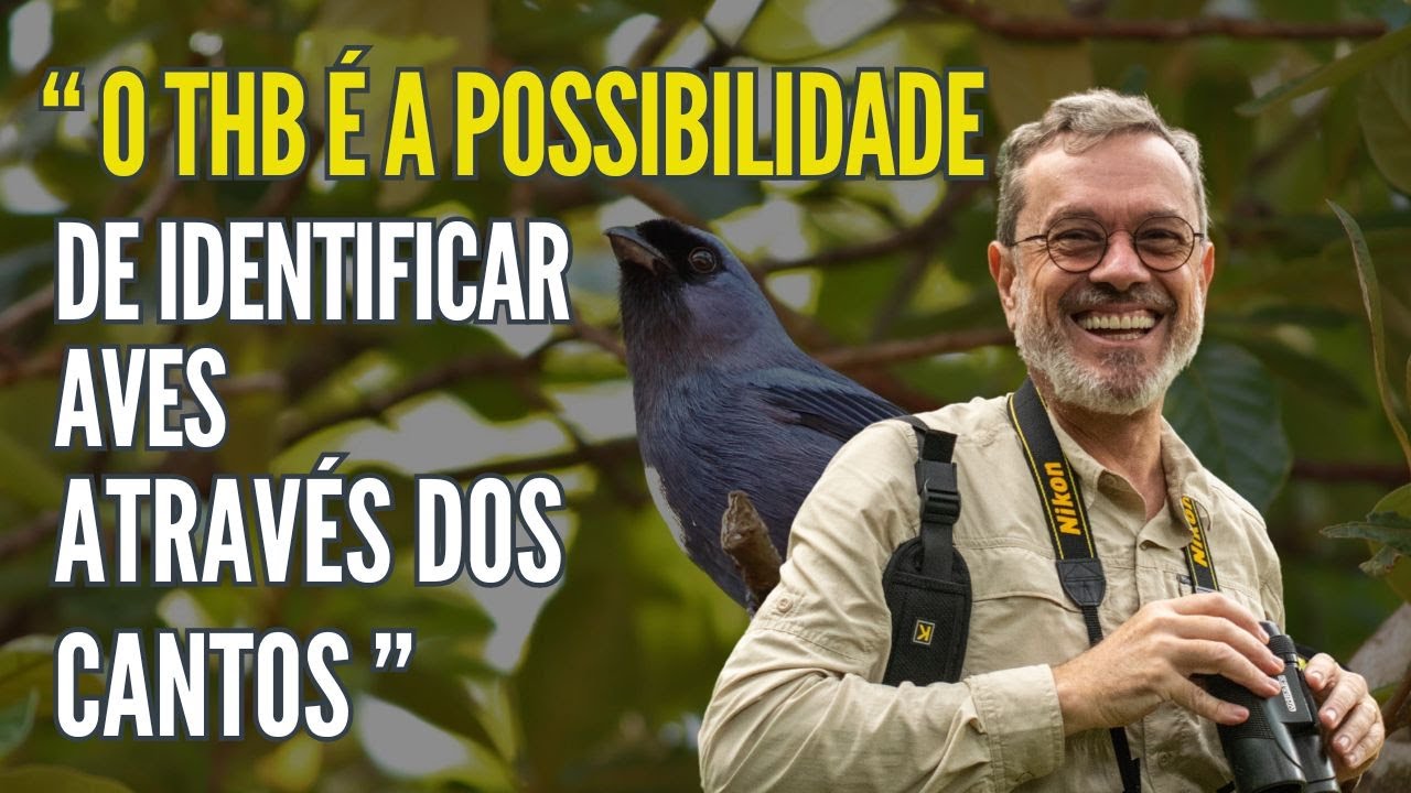 O caminho para identificar aves através dos cantos.